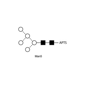 Man-5 glycan, APTS labelled