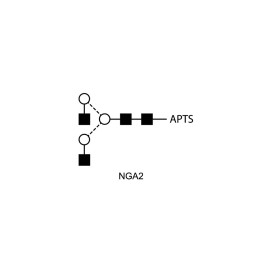 NGA2 glycan (A2, G0), APTS labelled