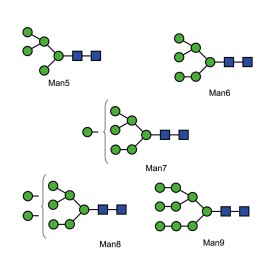 High Mannose Glycan Library