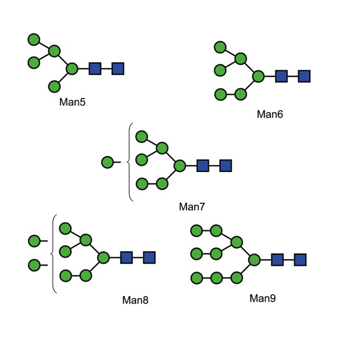 High Mannose Glycan Library