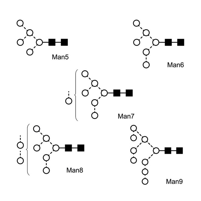 High Mannose Glycan Library