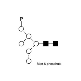 Mannose 6 phosphate quantitative standard