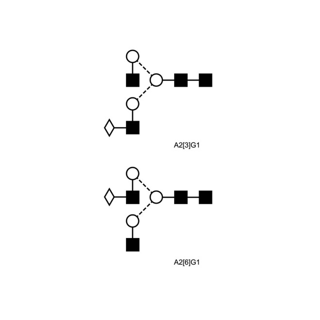 A2G1 glycan (G1)