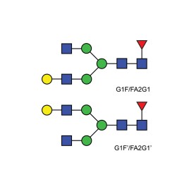 FA2G1 glycan (G1F)