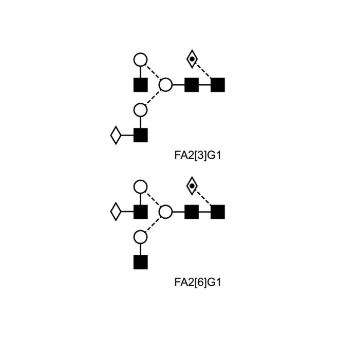 FA2G1 glycan (G1F)