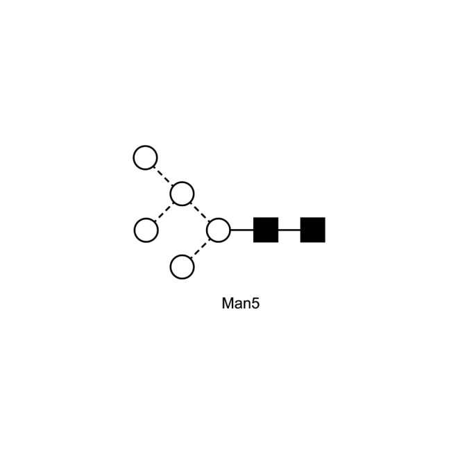 Man-5 glycan