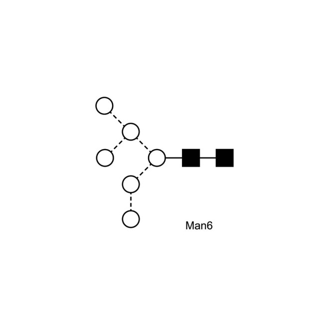 Man-6 glycan