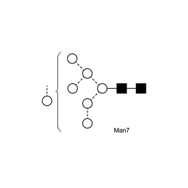 Man-7 glycan