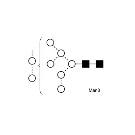 Man-8 glycan