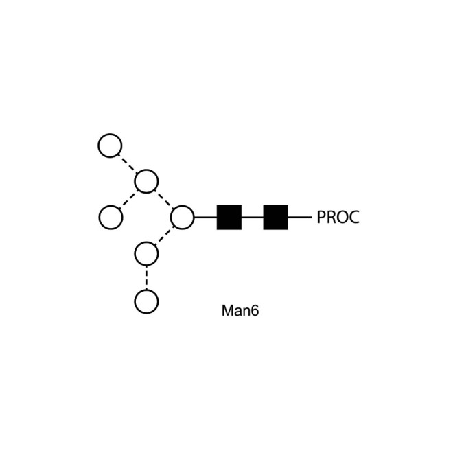 Man-6 glycan, procainamide labelled