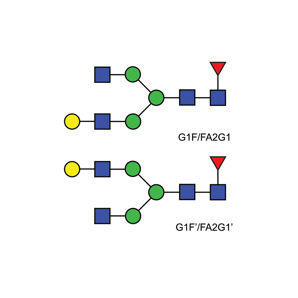 FA2G1多糖(G1F)标准品，货号：CN-FA2G1-10U;参考价RMB 4146元（具体询价）