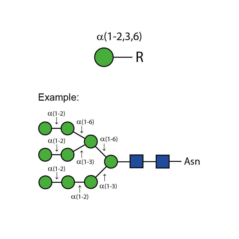 α-(1-2,3,6) 甘露糖苷酶；E-AM01；参考价RMB 5524元（具体询价）
