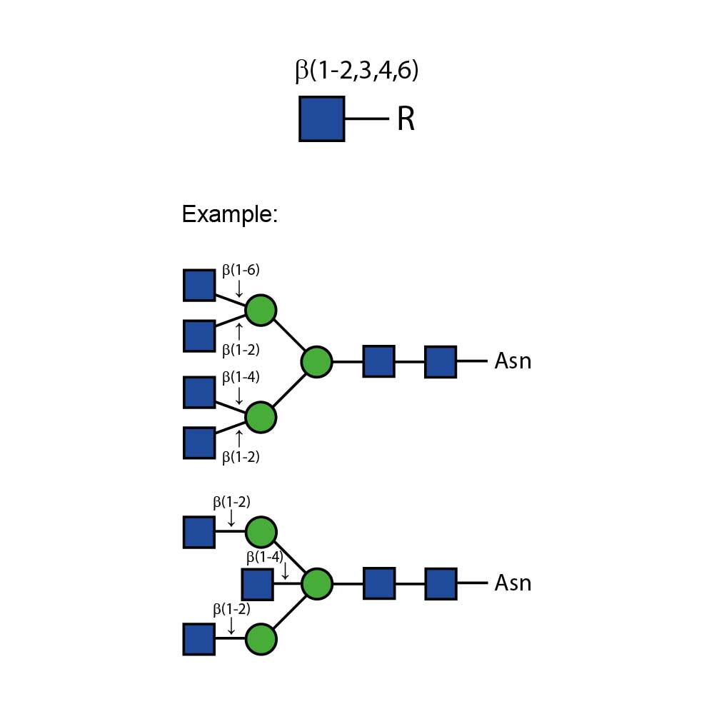 Beta-N-乙酰基氨基葡萄糖苷酶 ；E-GL01；Β-N-Acetylglucosaminidase