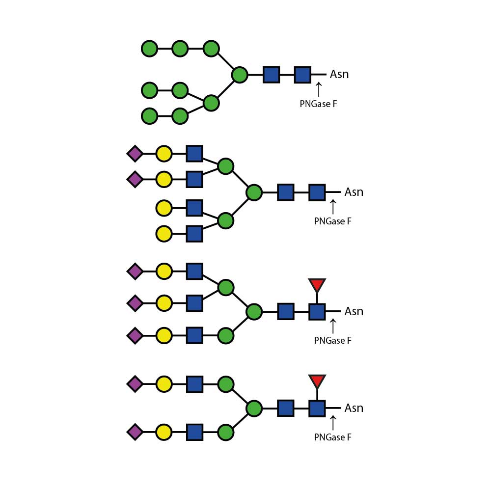 糖基肽酶；E-PNG01；PNGase F (Peptide-N-Glycosidase F)