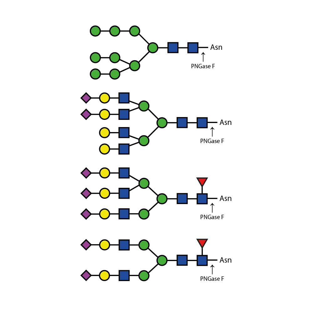 重组糖基肽酶；E-rPNG01