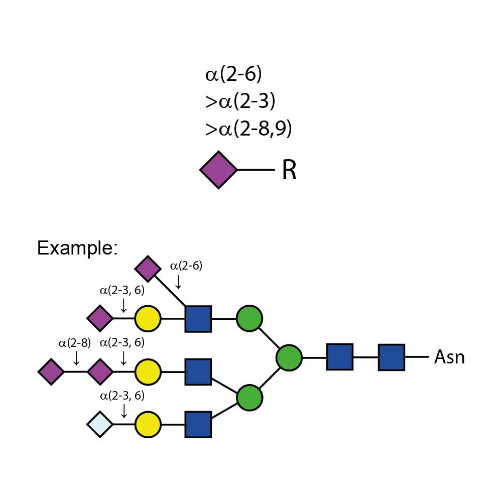 唾液酸酶Au Alpha-(2-3,6,8,9）；E-S001；参考价RMB 5524元（具体询价）