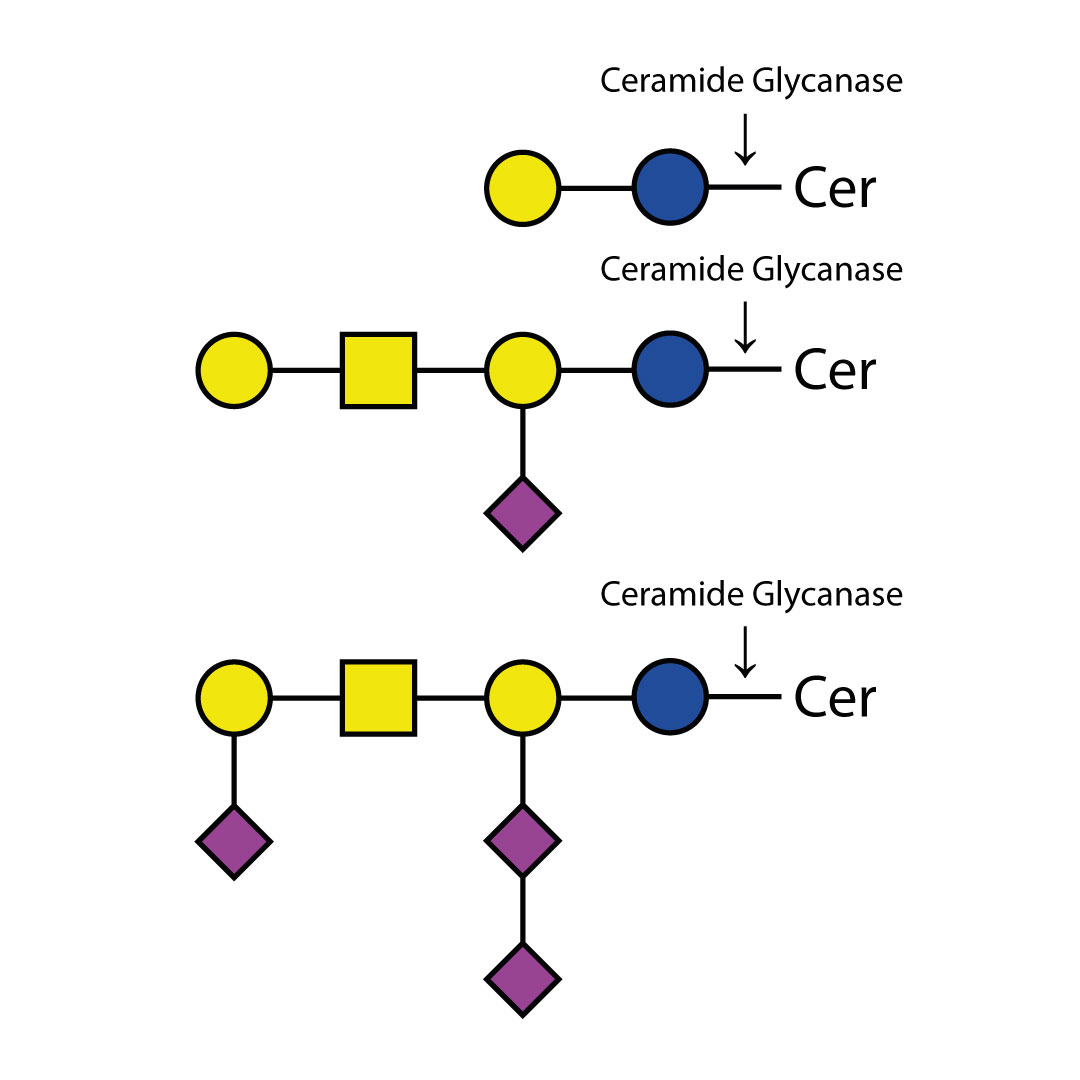 神经酰胺聚糖酶试剂盒 LZ-CER-HM-KIT Ceramide Glycanase Kit；参考价：RMB4588元（具体询价）